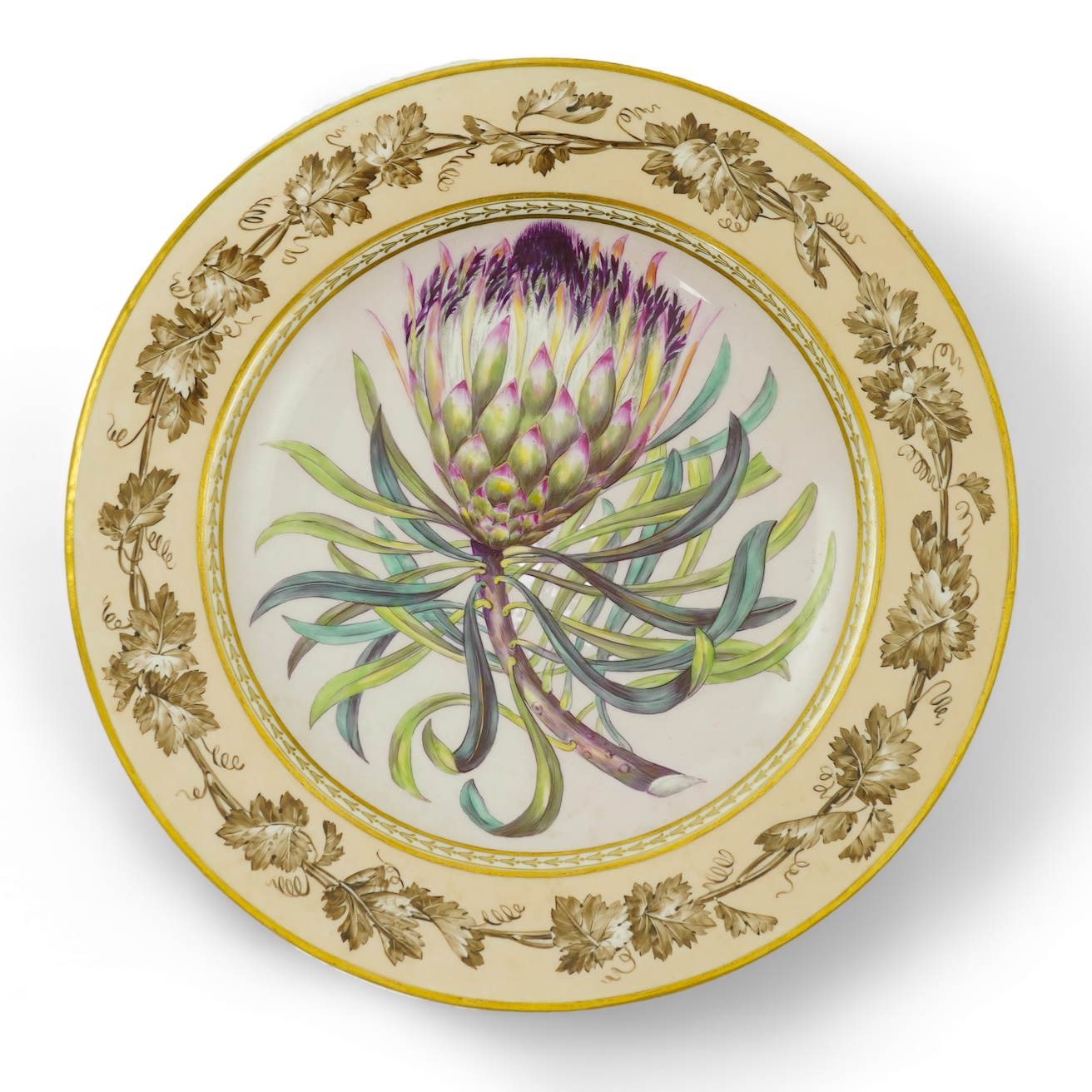 A KPM Berlin Long-leaf Protea botanical specimen plate, c.1806-9